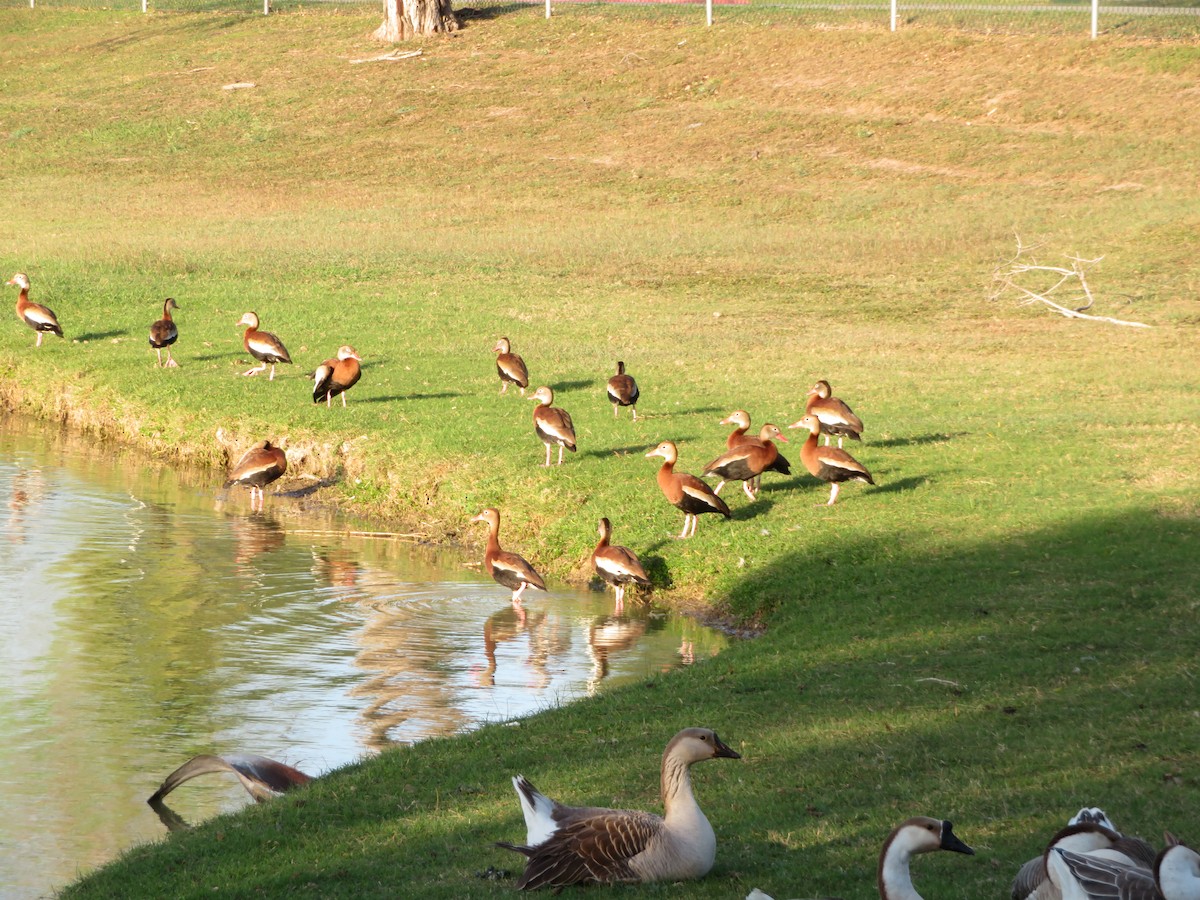 Rotschnabel-Pfeifgans - ML534167591