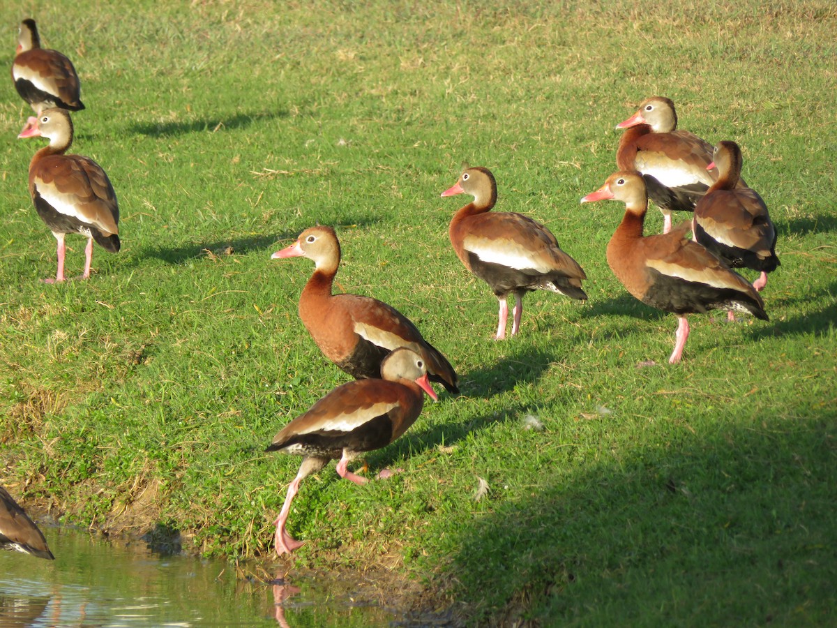 Rotschnabel-Pfeifgans - ML534167601