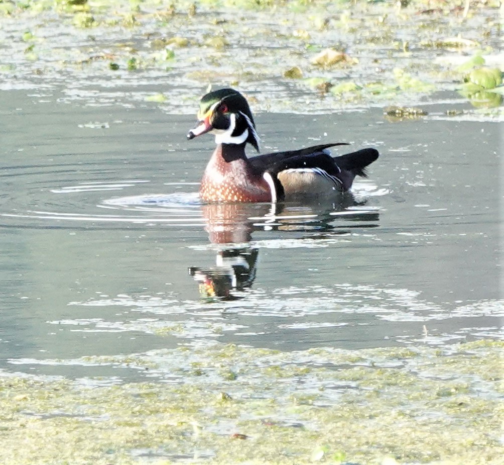 Wood Duck - ML534167901