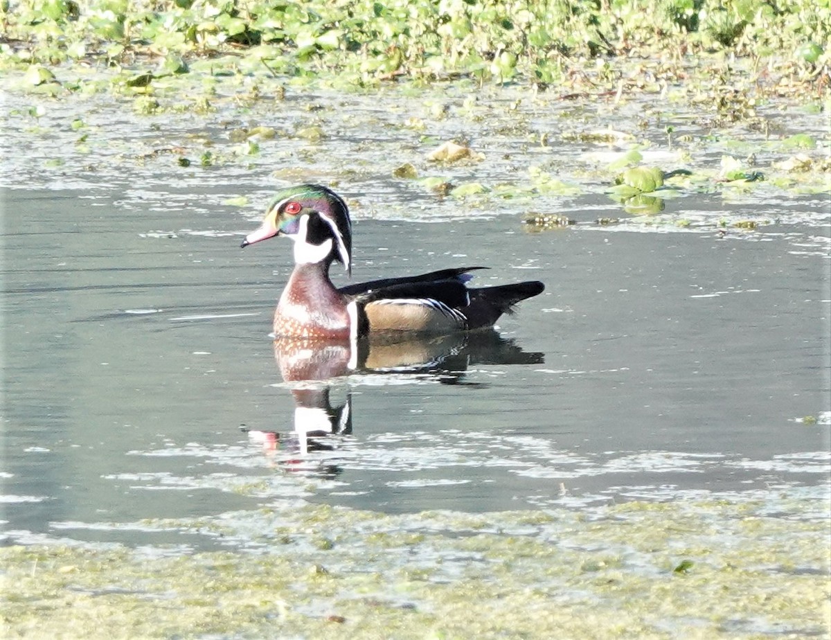 Wood Duck - ML534167911