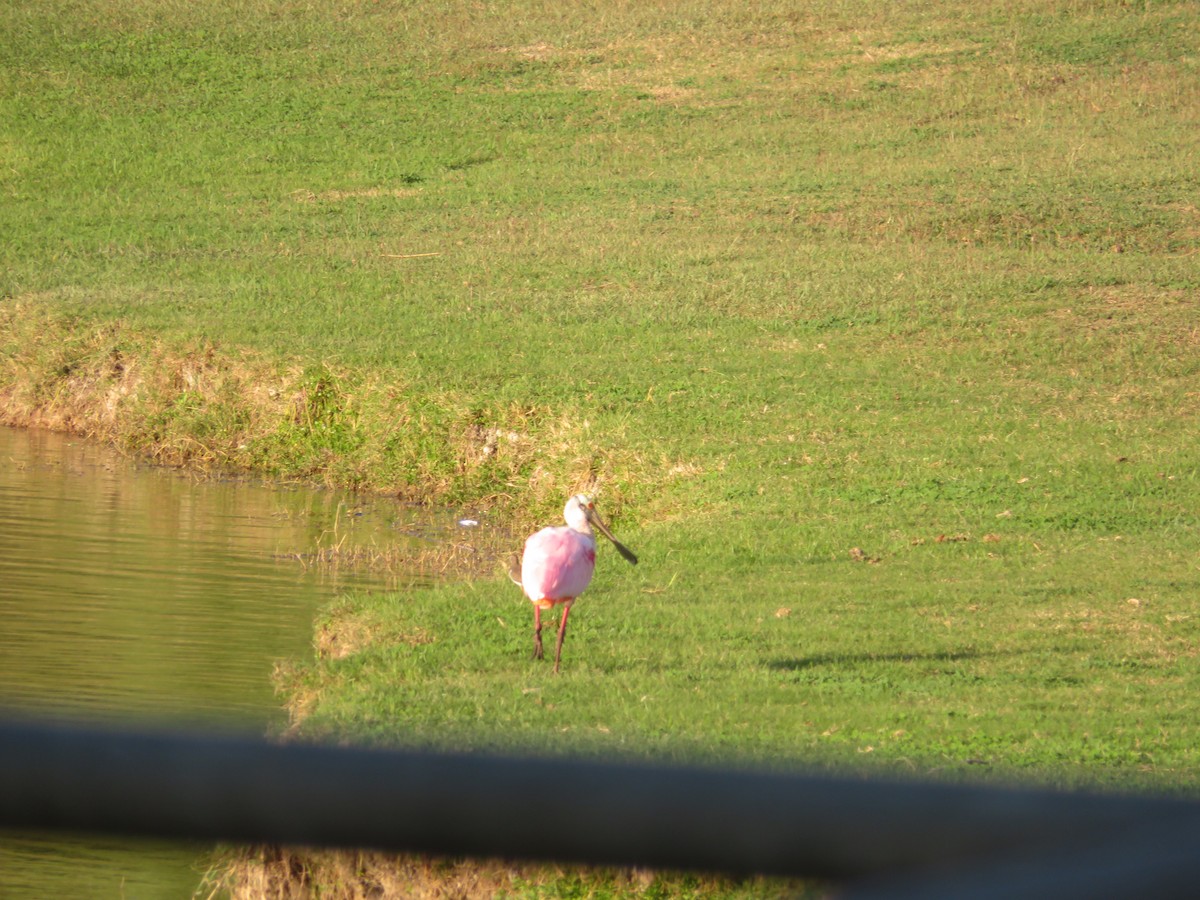 Rosalöffler - ML534167961