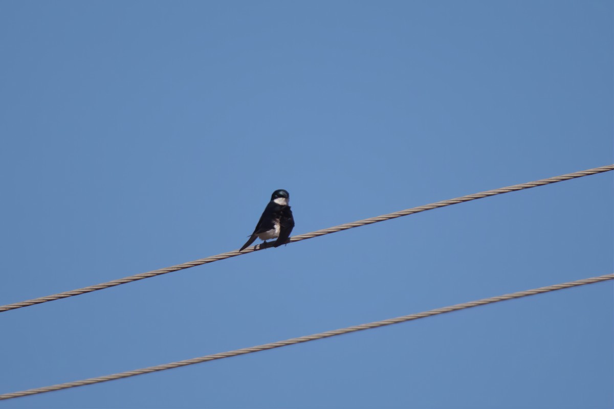 Golondrina Bicolor - ML534168141