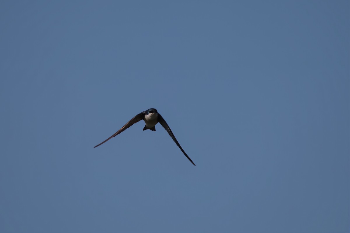 Golondrina Bicolor - ML534168151