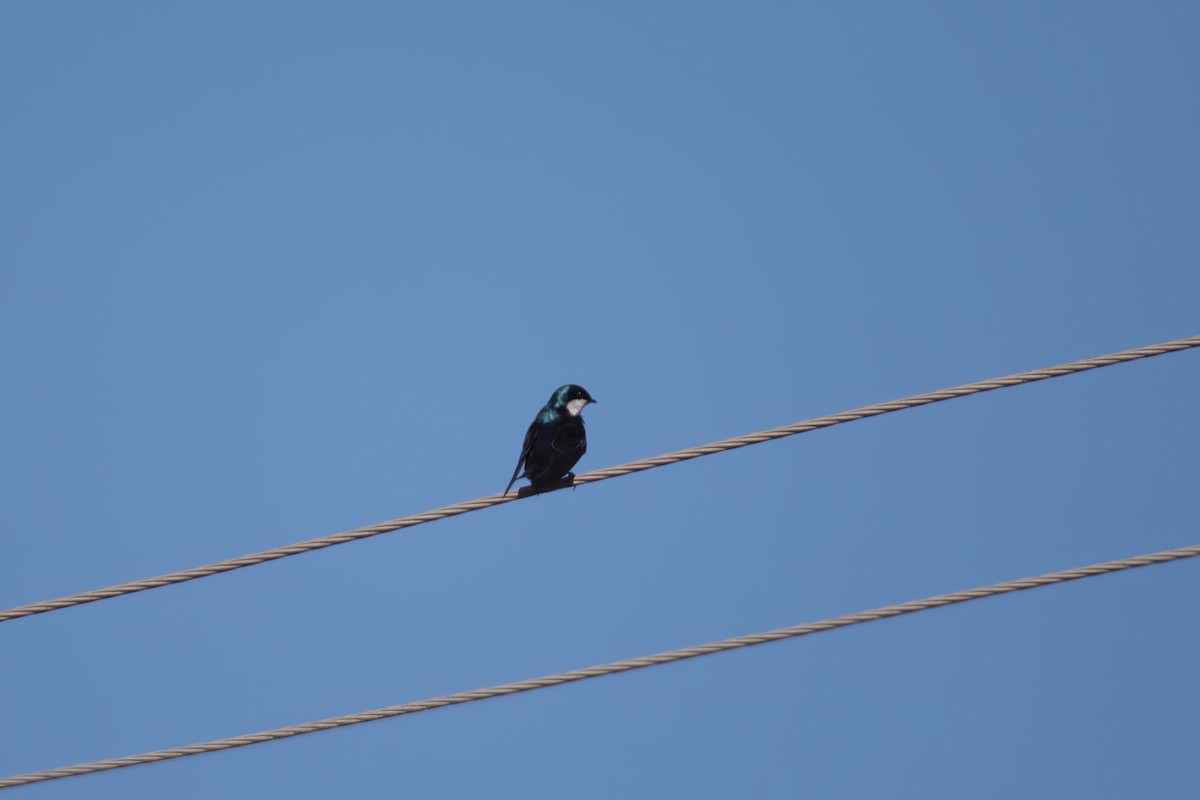 Golondrina Bicolor - ML534168161