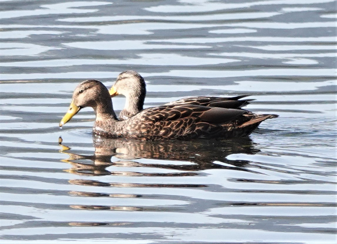 Mexican Duck - ML534168391