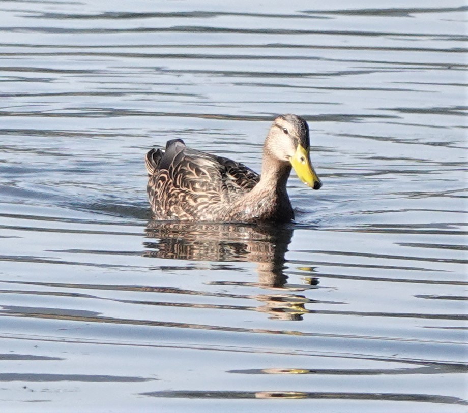 Mexican Duck - Martin Pitt