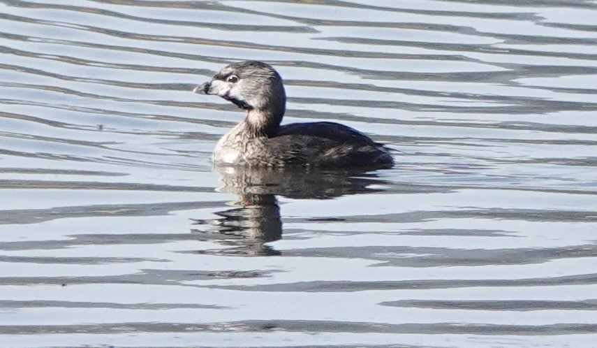 Pied-billed Grebe - ML534168511