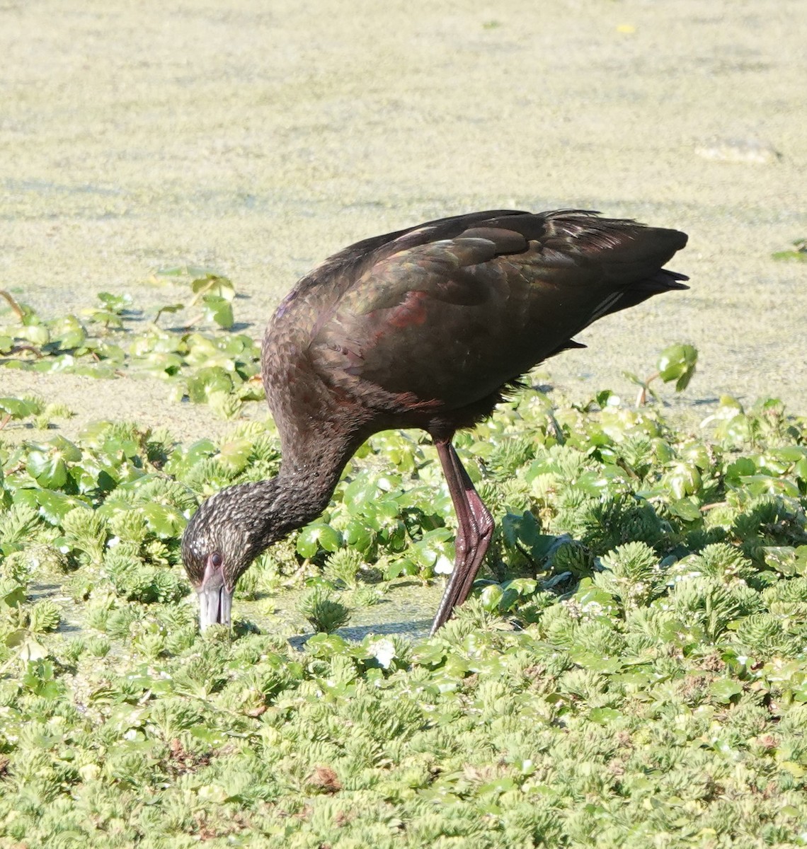 White-faced Ibis - ML534168811