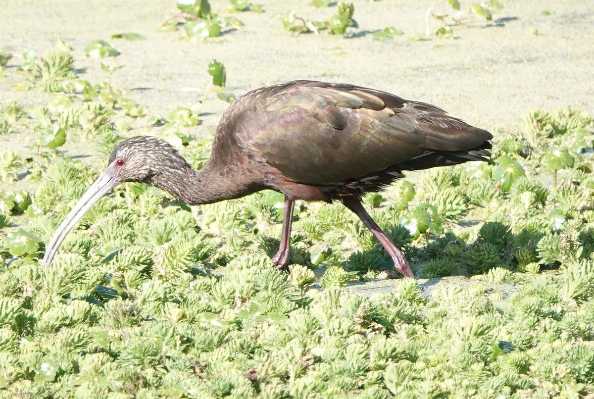 hvitgrimeibis - ML534168831