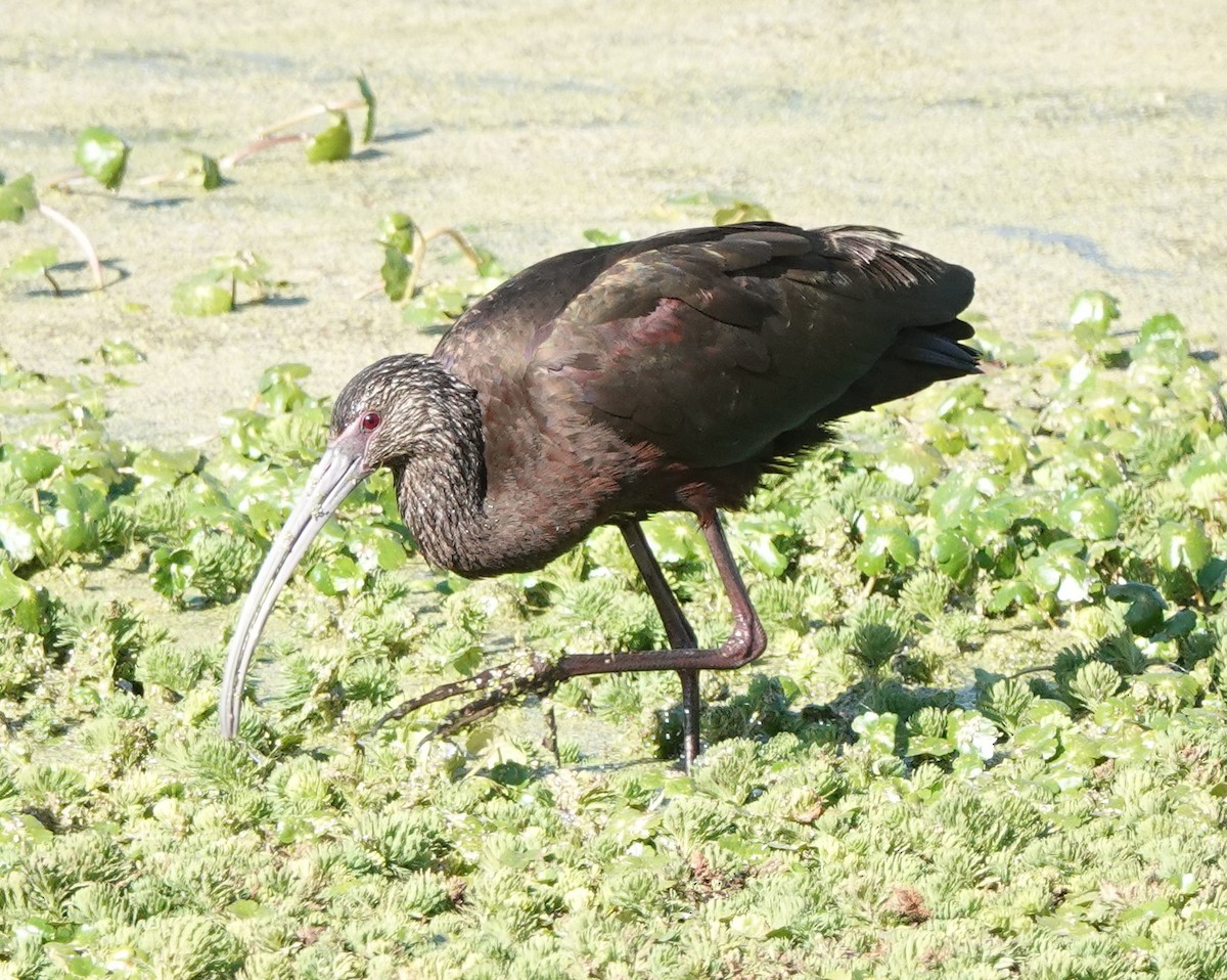 White-faced Ibis - ML534168841