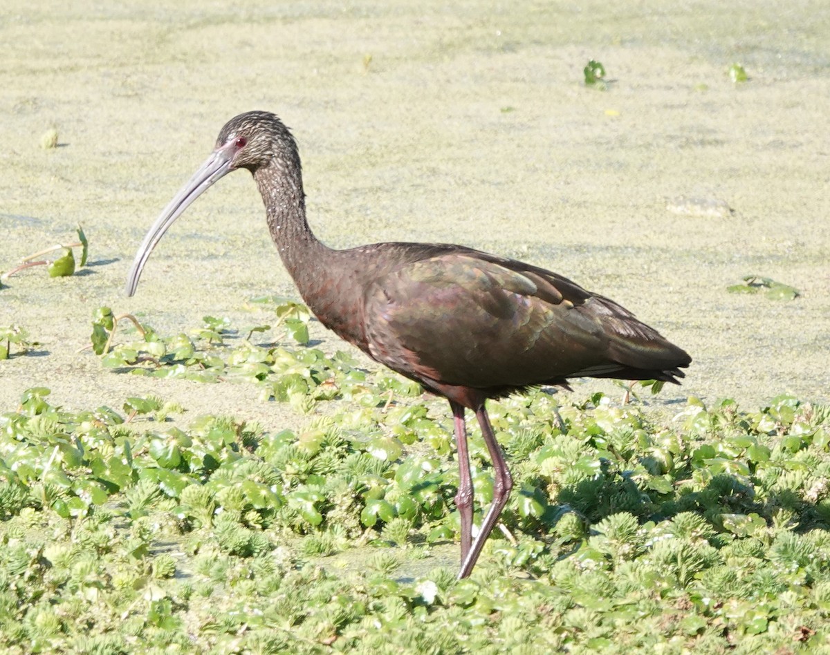 White-faced Ibis - ML534168851