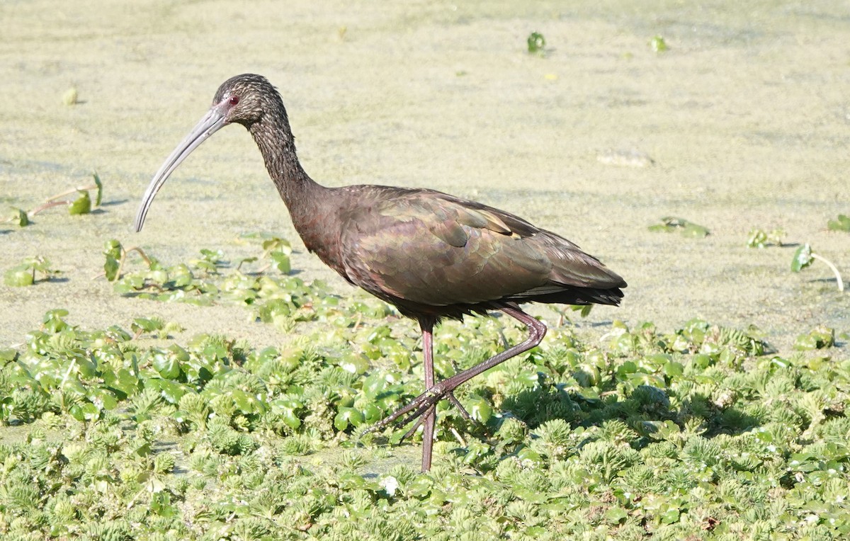 White-faced Ibis - ML534168861