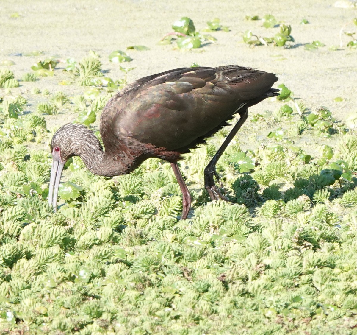 White-faced Ibis - ML534168881