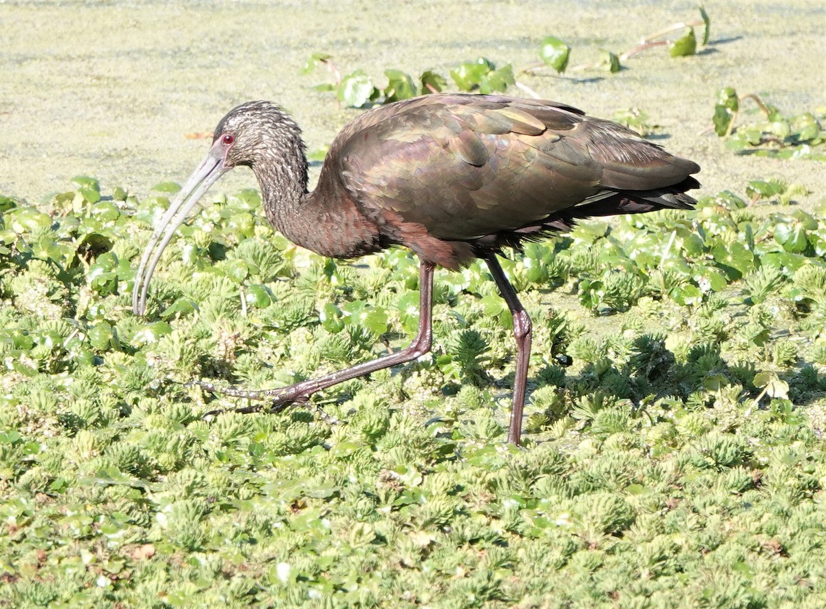 White-faced Ibis - ML534168891