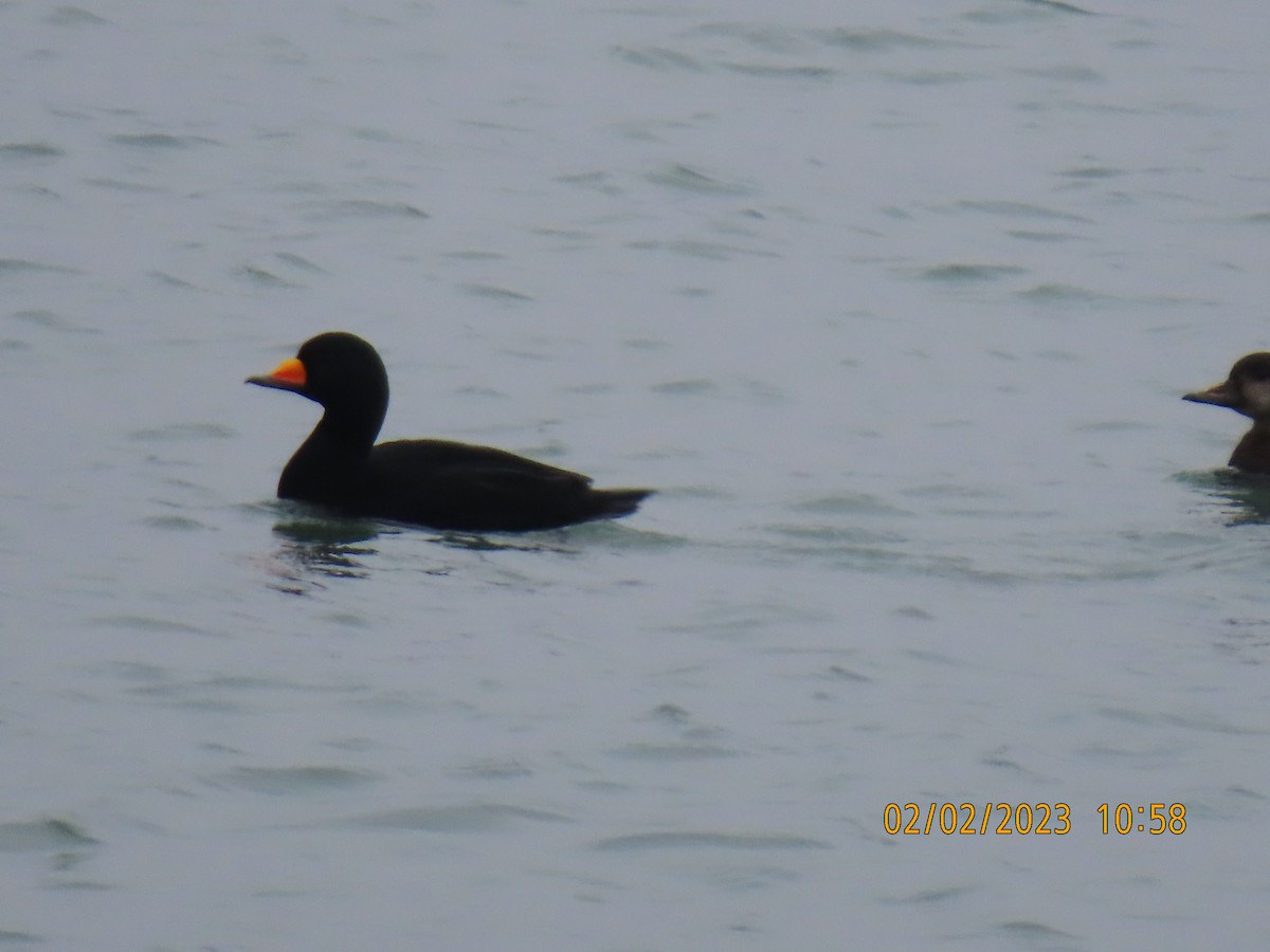 Black Scoter - ML534170561