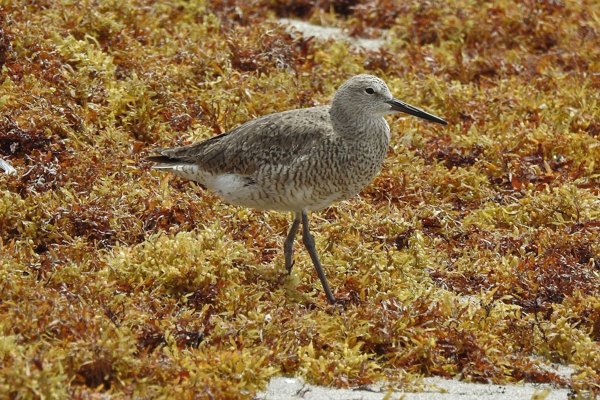 Willet - ML534171061