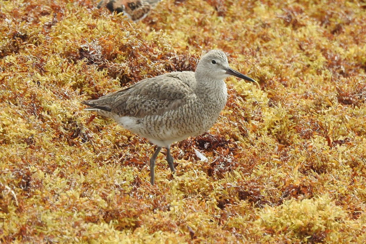 Willet - ML534171071