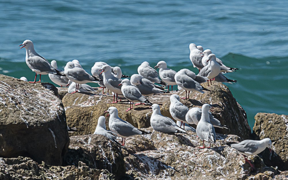 Silver Gull - ML534171101