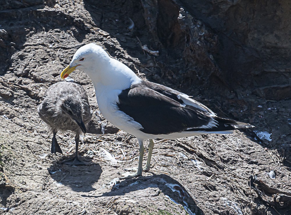 Kelp Gull - ML534171121