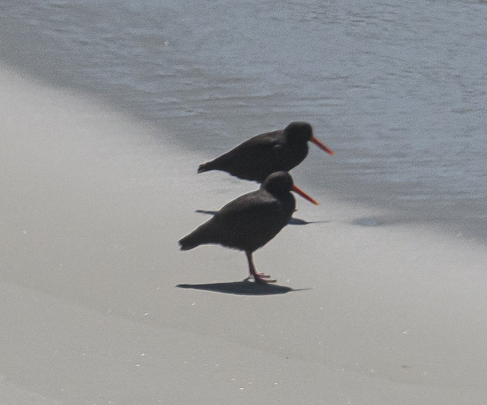 Variable Oystercatcher - ML534171841