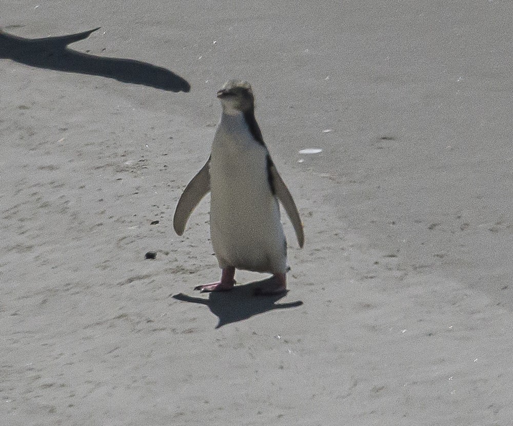 Yellow-eyed Penguin - ML534171921