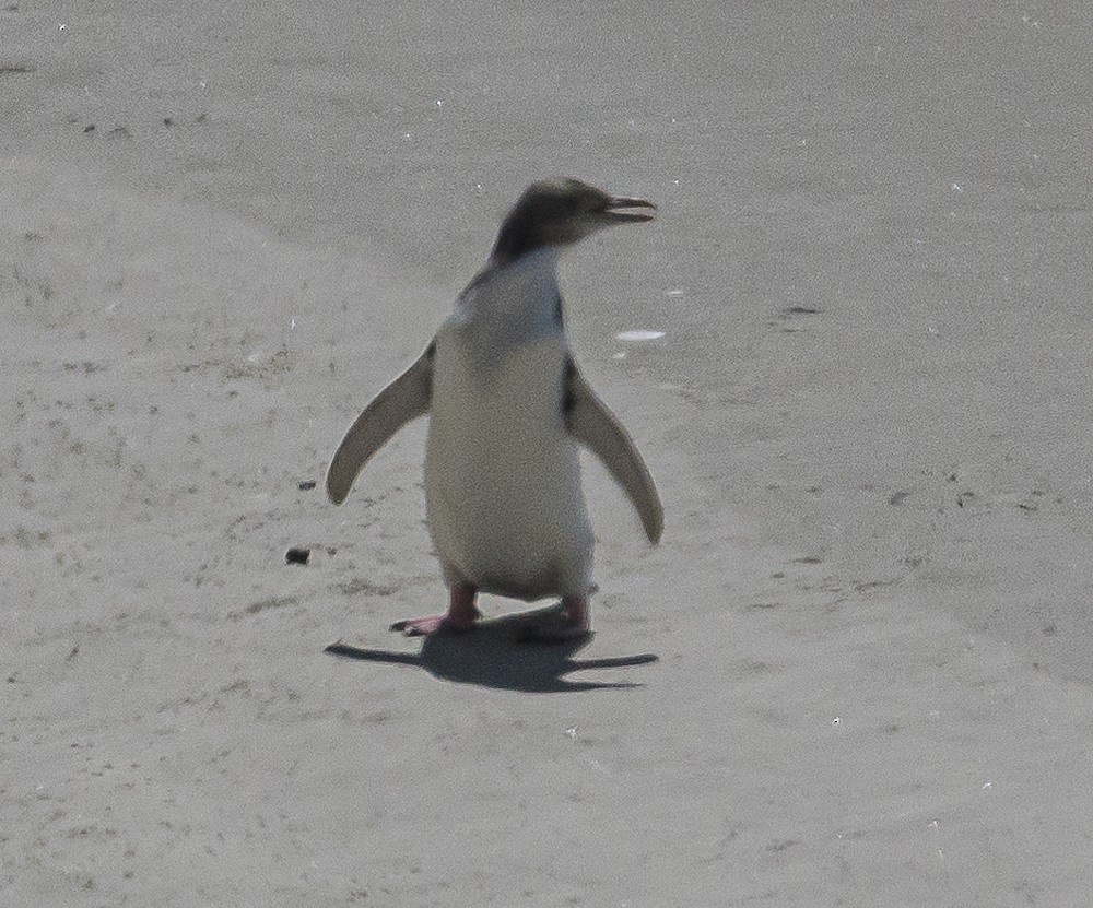 Yellow-eyed Penguin - ML534171931