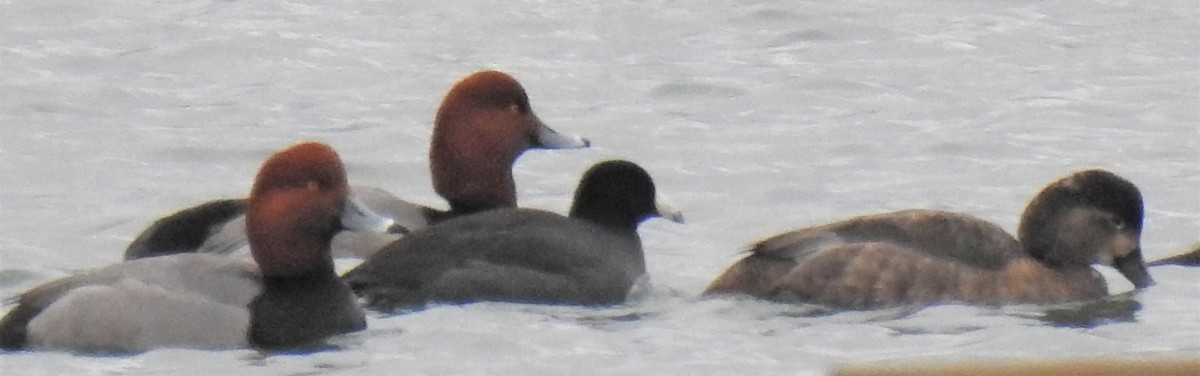 American Coot (Red-shielded) - Lucio 'Luc' Fazio