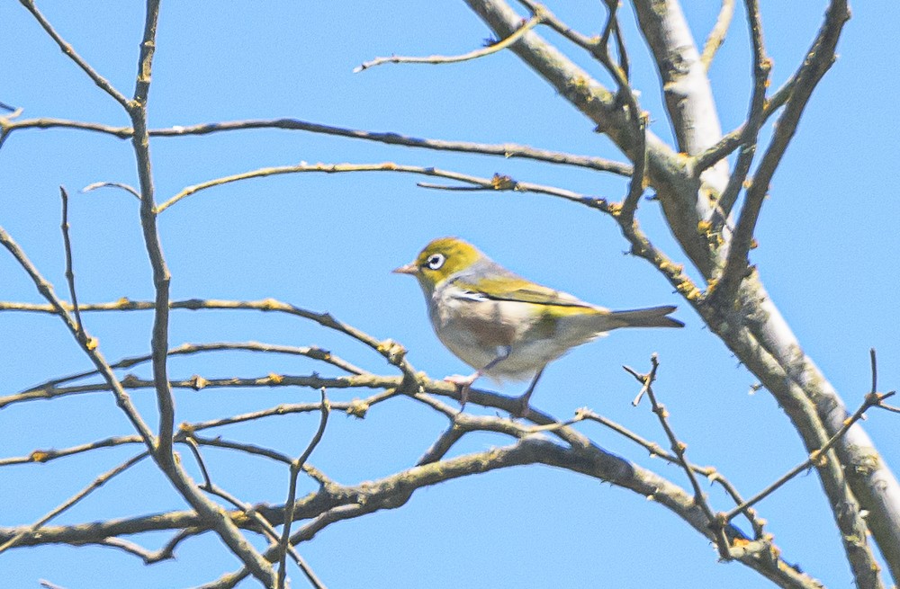 Silvereye - ML534172081