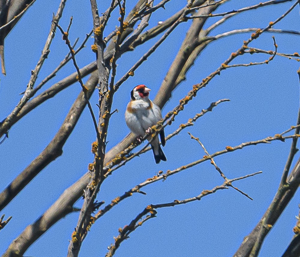 European Goldfinch - ML534172251