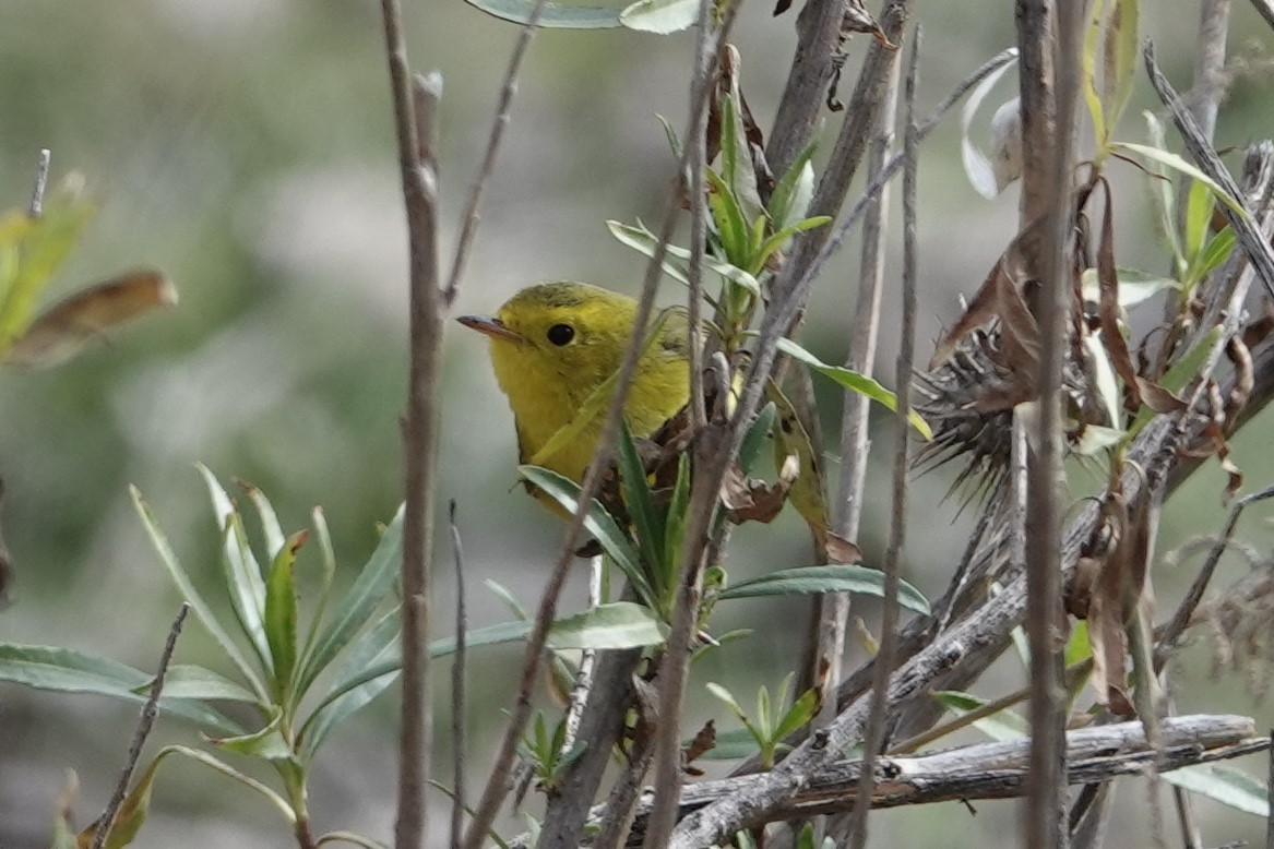 Wilson's Warbler - Paul Mulholland