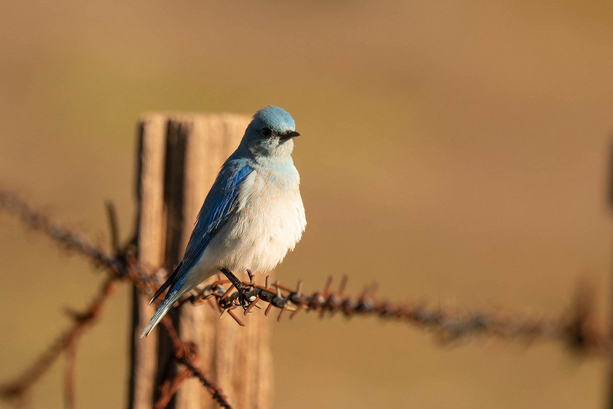 Mountain Bluebird - Faith Barton