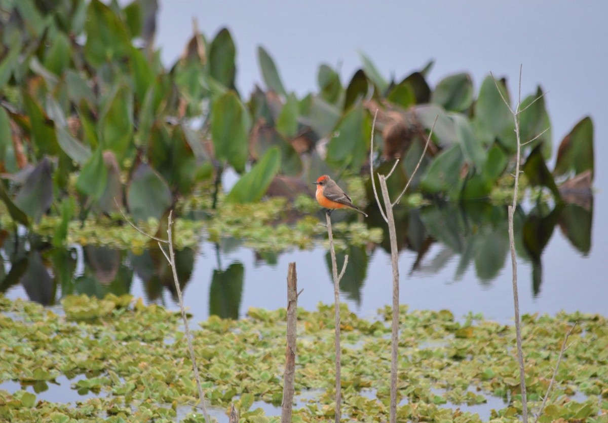 Vermilion Flycatcher - ML534175351