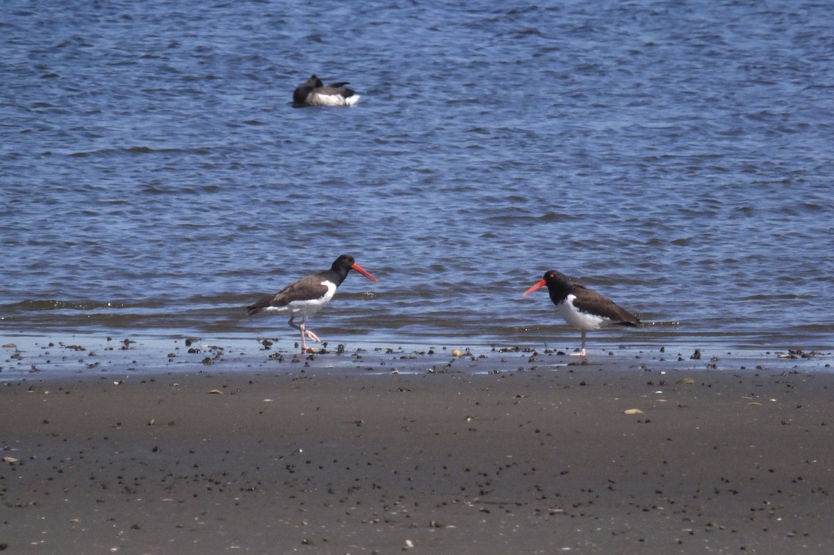 American Oystercatcher - ML53417681