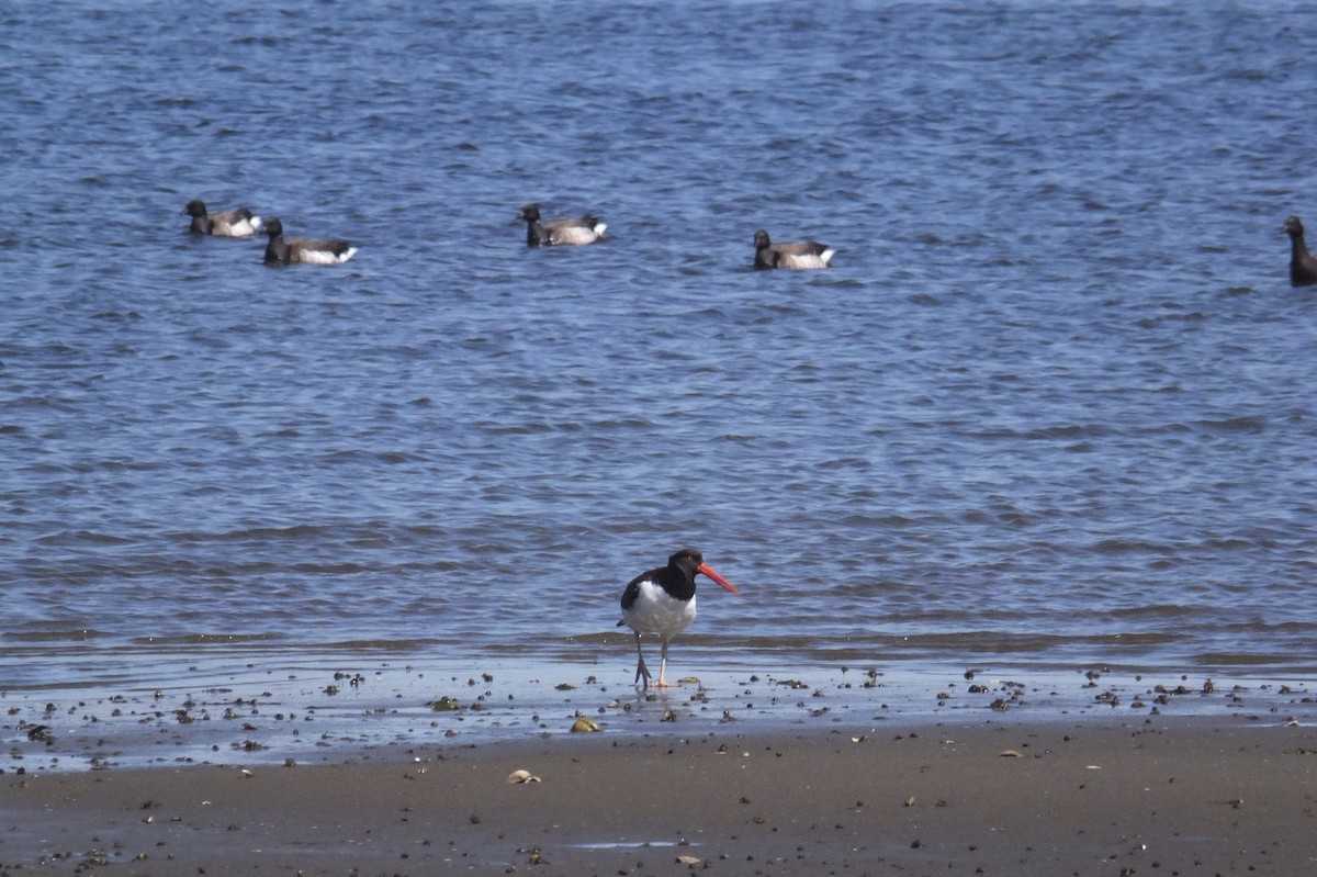 American Oystercatcher - ML53417691