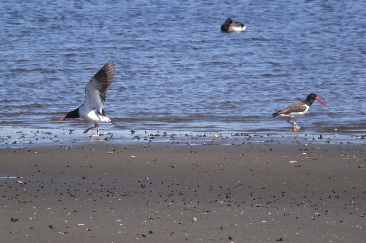 American Oystercatcher - ML53417701