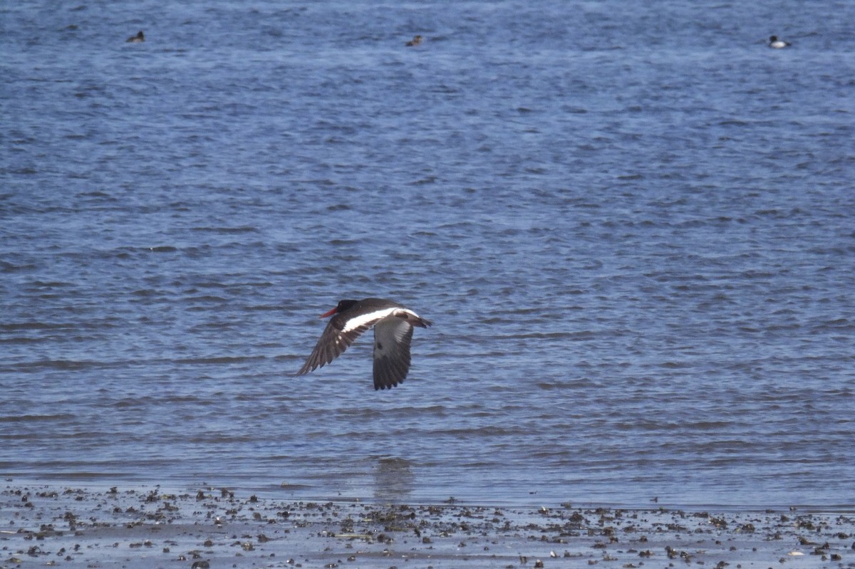 American Oystercatcher - Anonymous