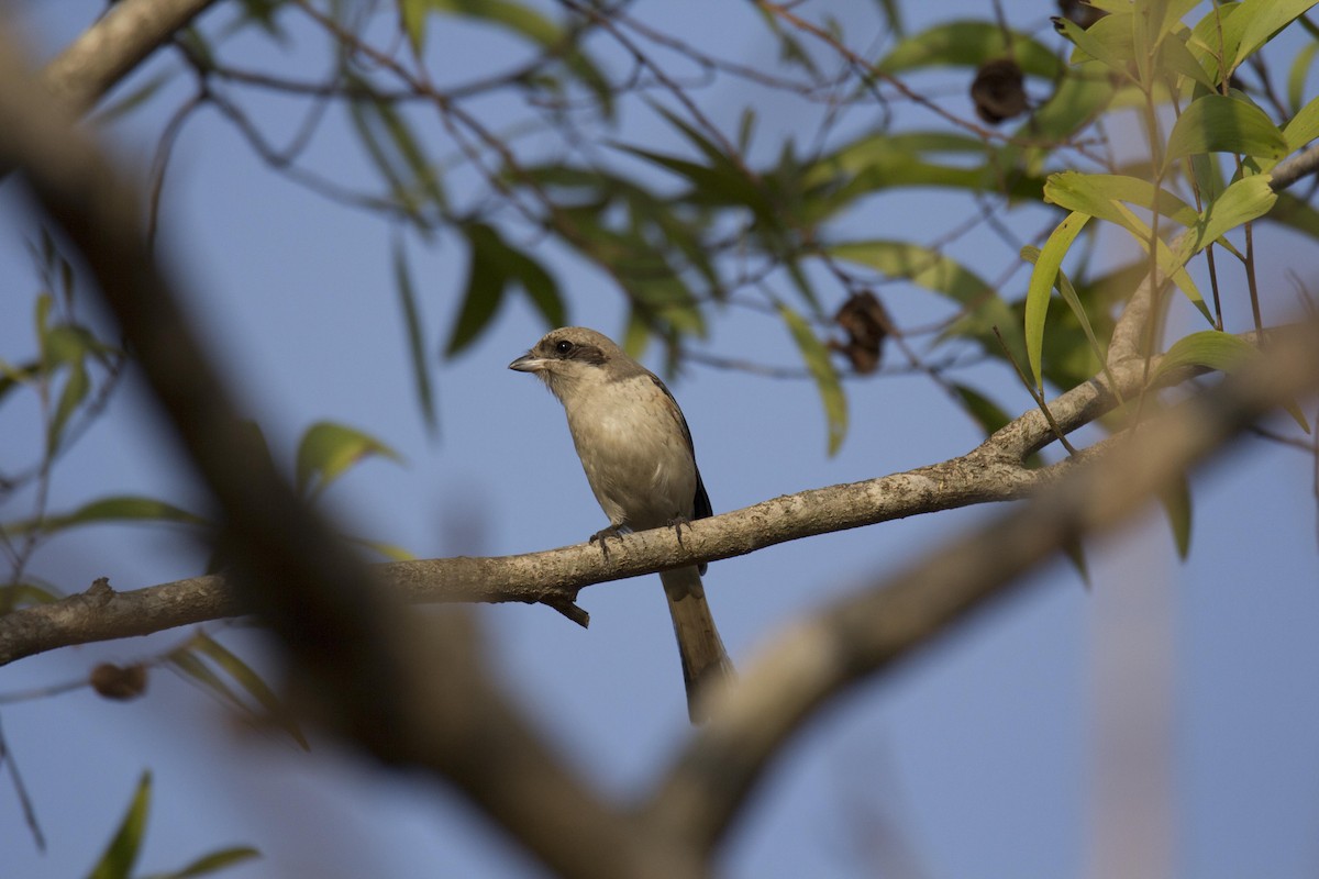 Long-tailed Shrike - ML53417741