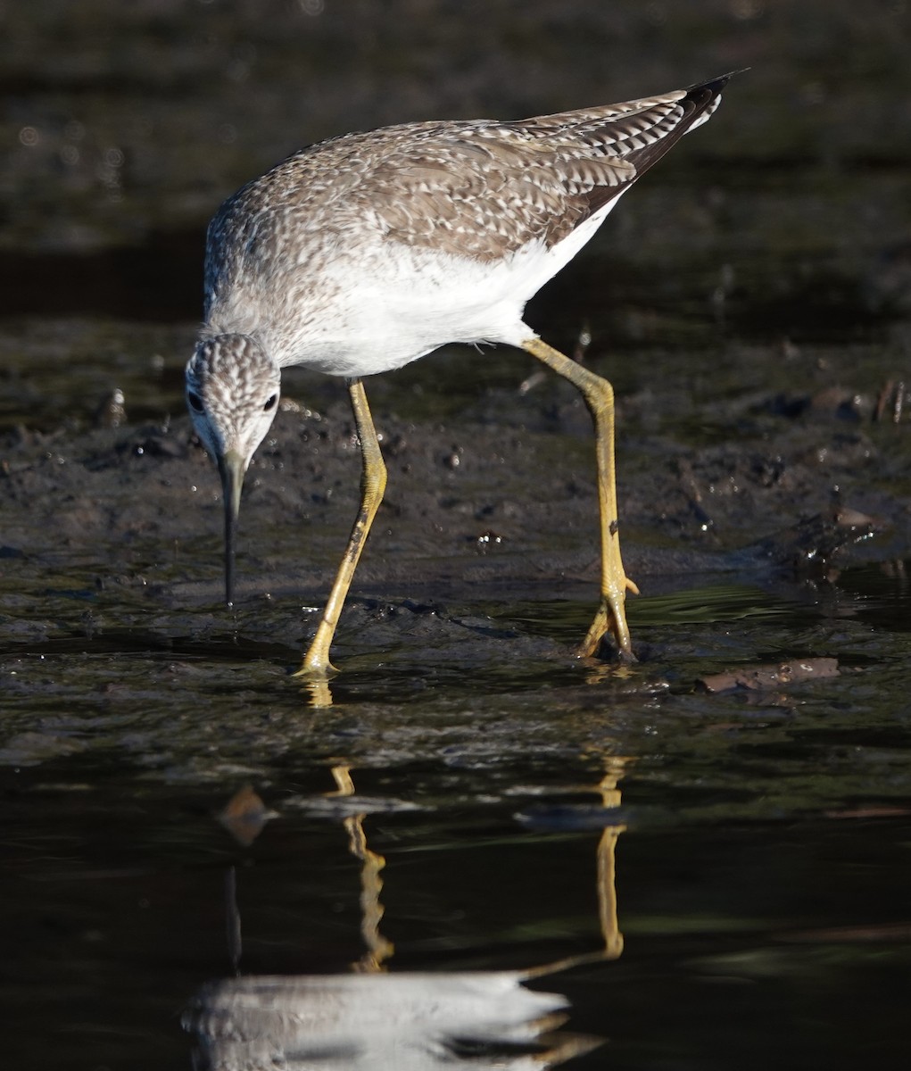 Greater Yellowlegs - ML534178331