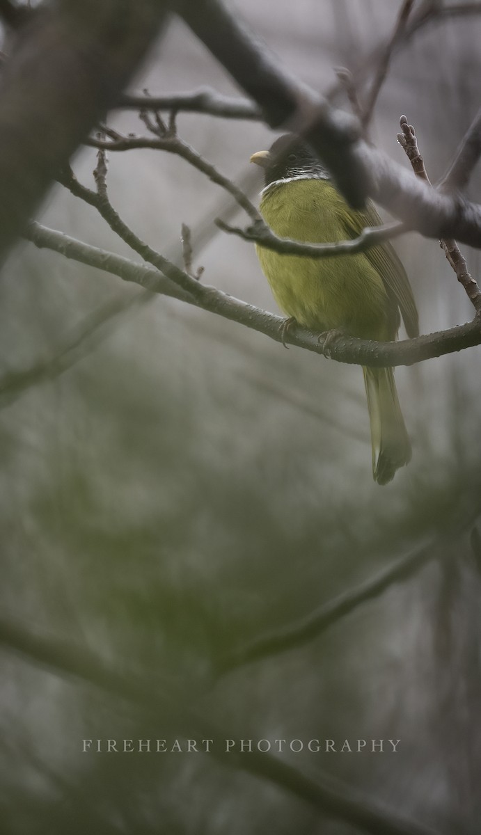 Collared Finchbill - ML534178421