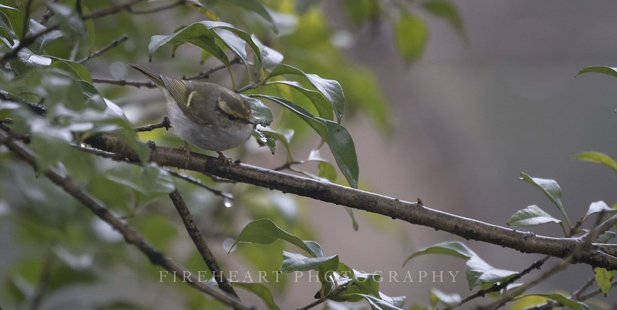 Pallas's Leaf Warbler - ML534178461