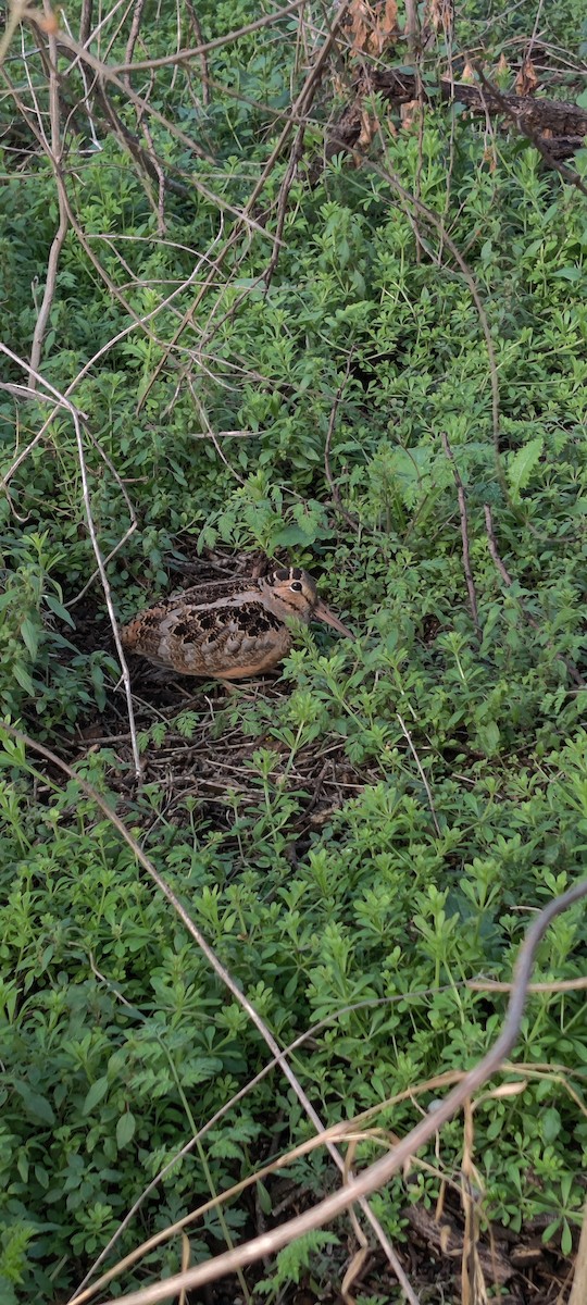 American Woodcock - ML534179031