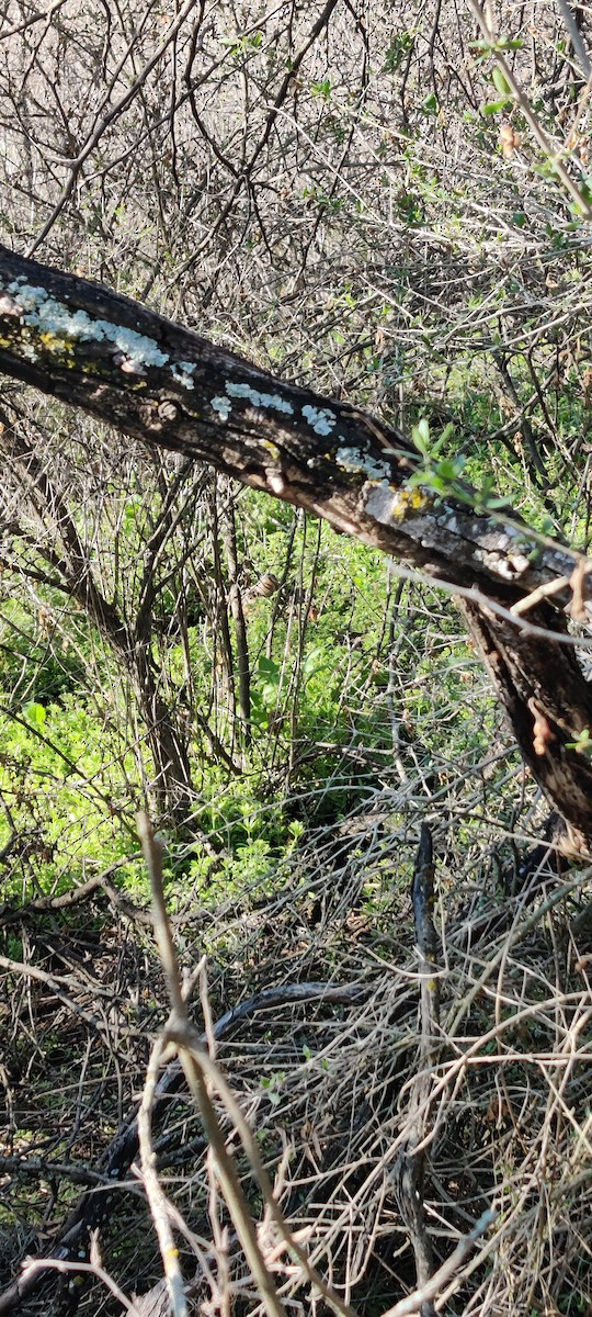 American Woodcock - ML534179051