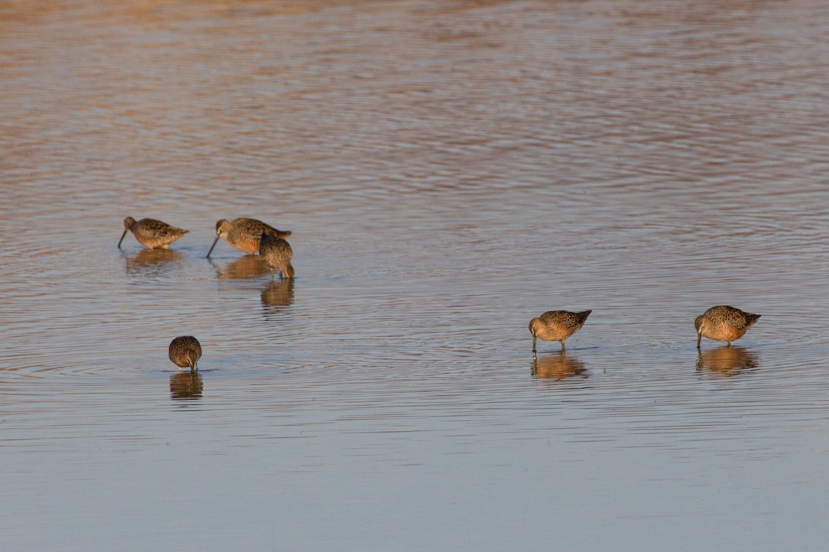 Long-billed Dowitcher - ML534179081