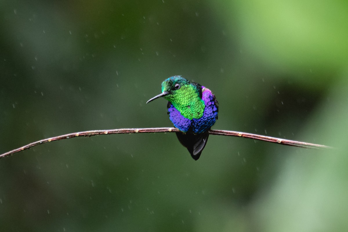 Crowned Woodnymph (Green-crowned) - ML534179731