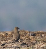 Oriental Pratincole - ML534180011