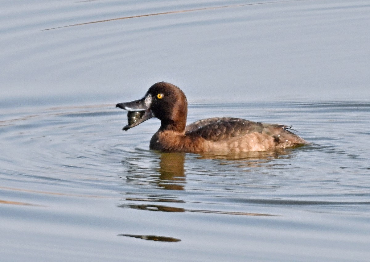 Greater Scaup - 浙江 重要鸟讯汇整