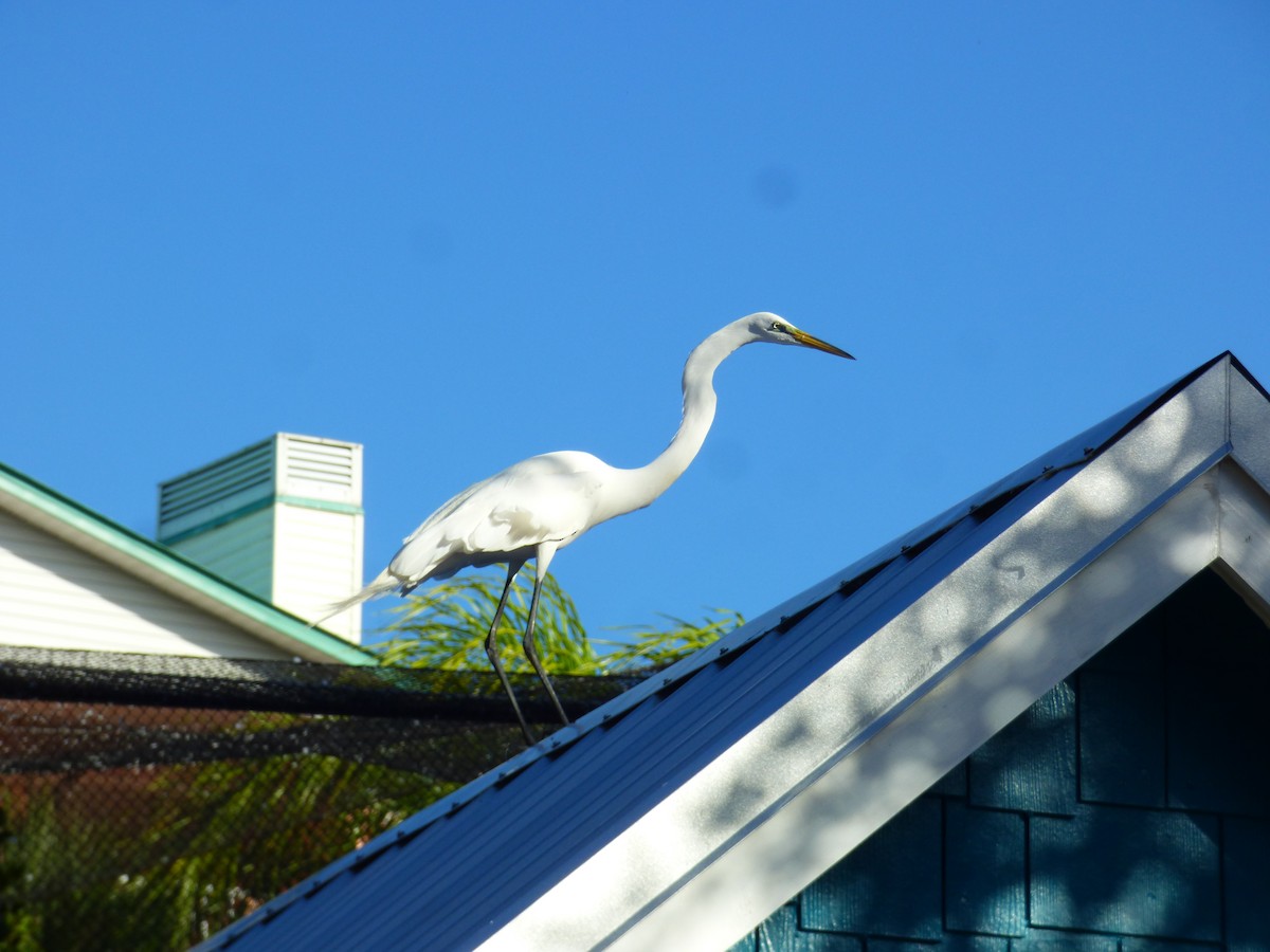 Great Egret - Erik Yetter