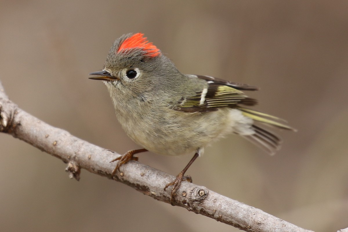 Ruby-crowned Kinglet - ML53418051