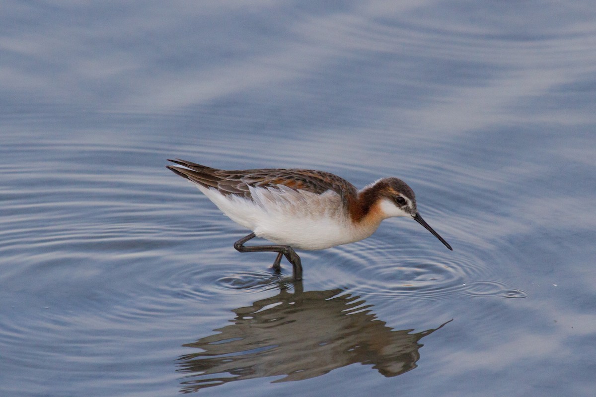 Phalarope de Wilson - ML534180551