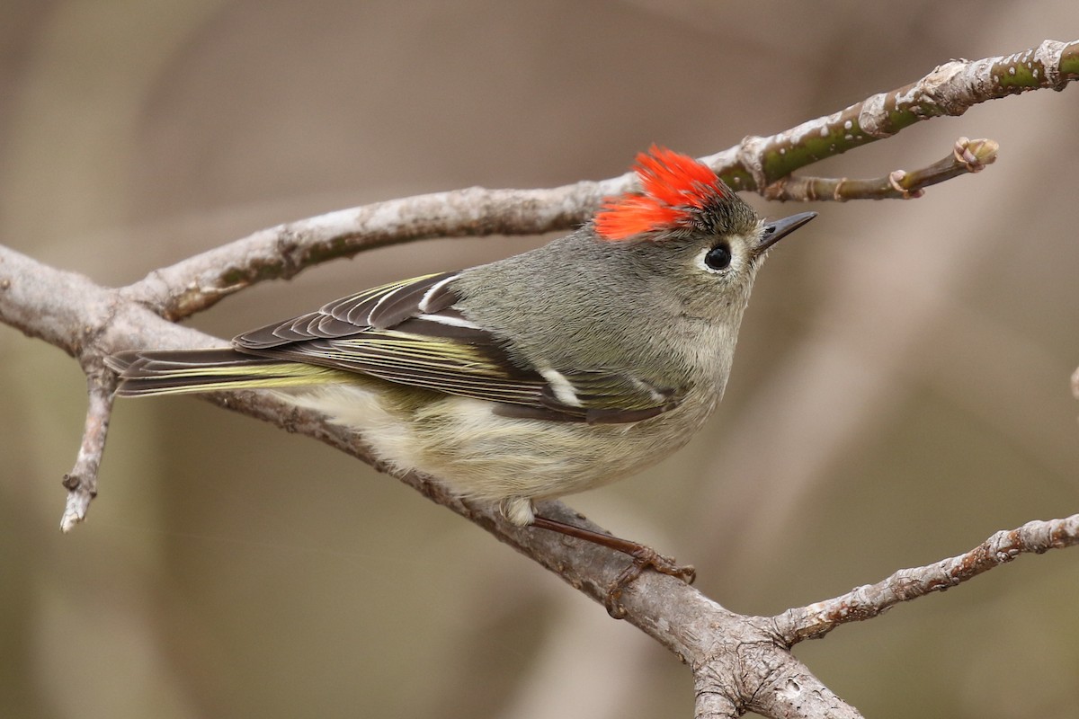 Ruby-crowned Kinglet - Paul Jacyk